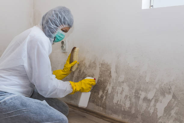 Attic Mold Removal in Beaver, WV