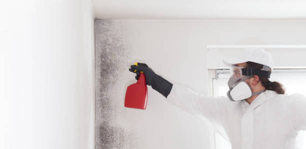 Best Certified Mold Removal  in Beaver, WV