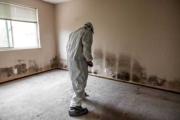 Office Mold Removal Services in Beaver, WV