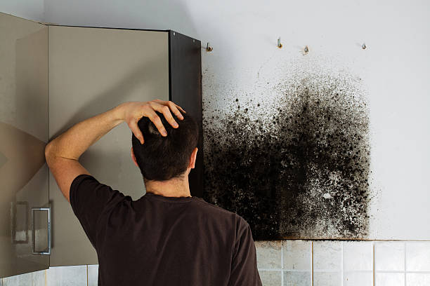 Best Mold Removal and Inspection  in Beaver, WV